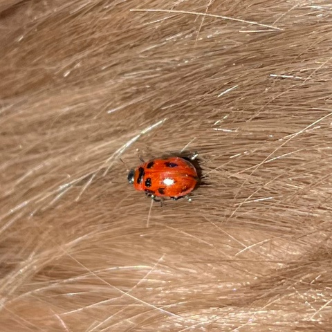 Арсен Мироненко